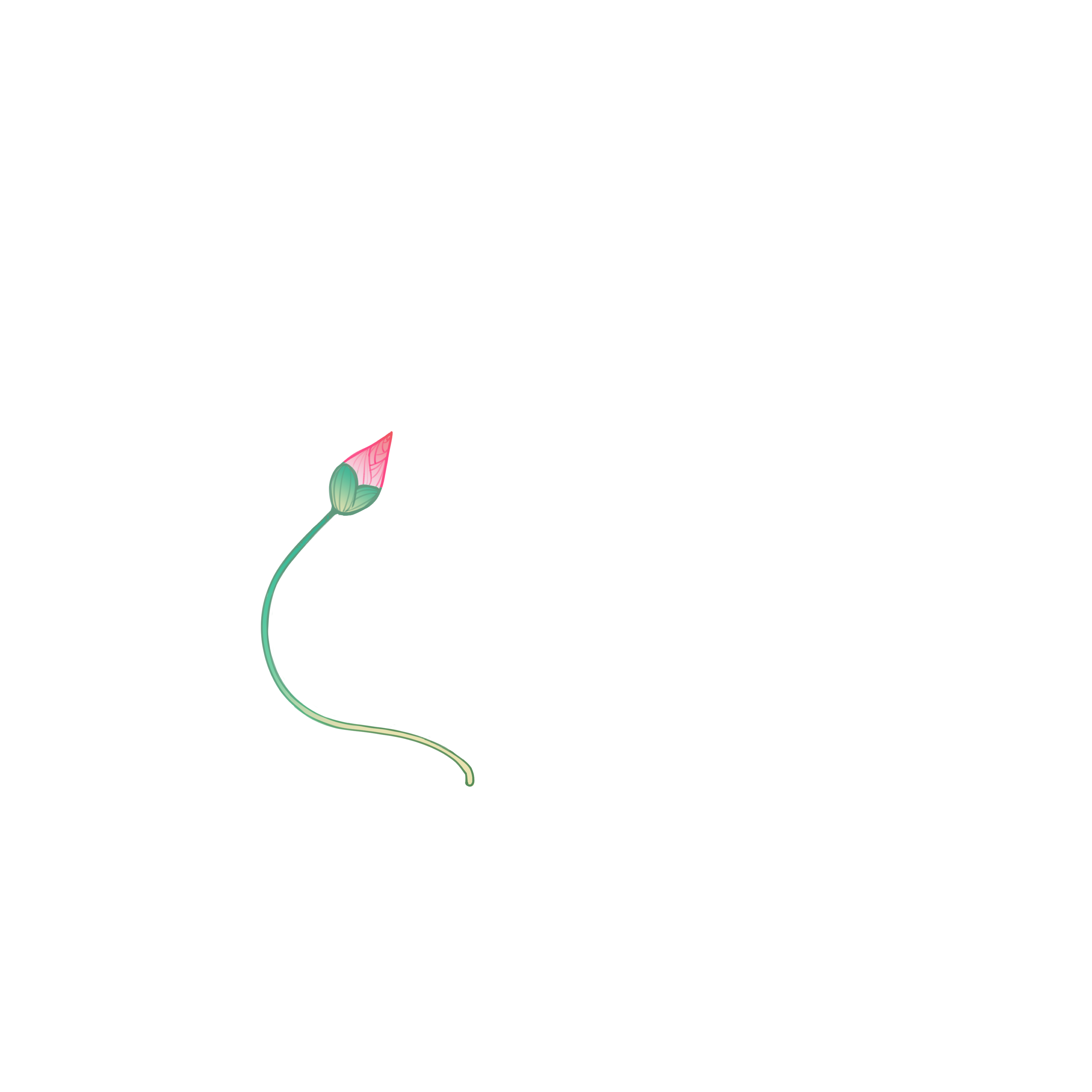 Lotus Bud Foreground